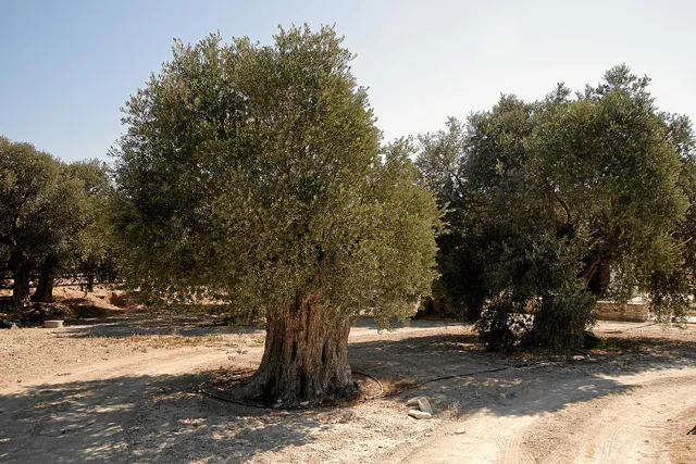 Ancient Olive Tree Park