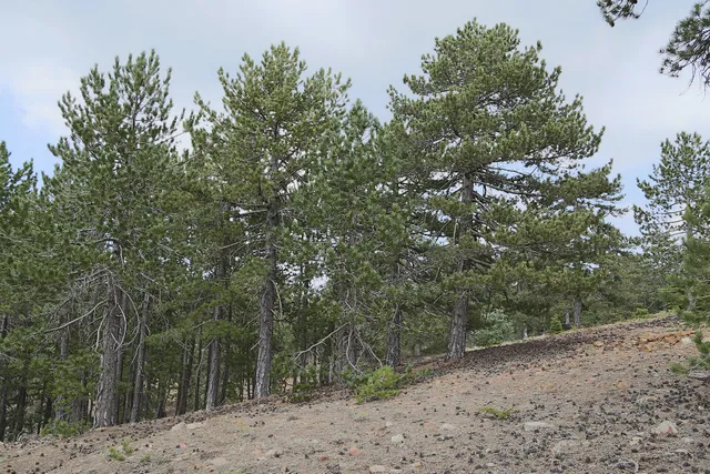 Livadi Picnic Site Nature Trail Route 1