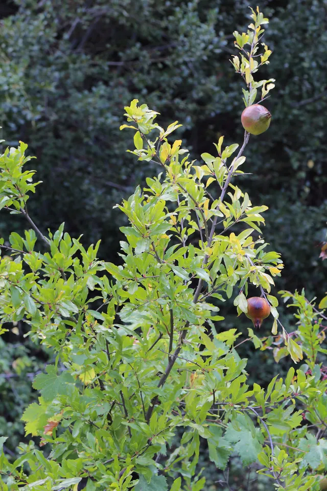 Mylikouri Nature Trail