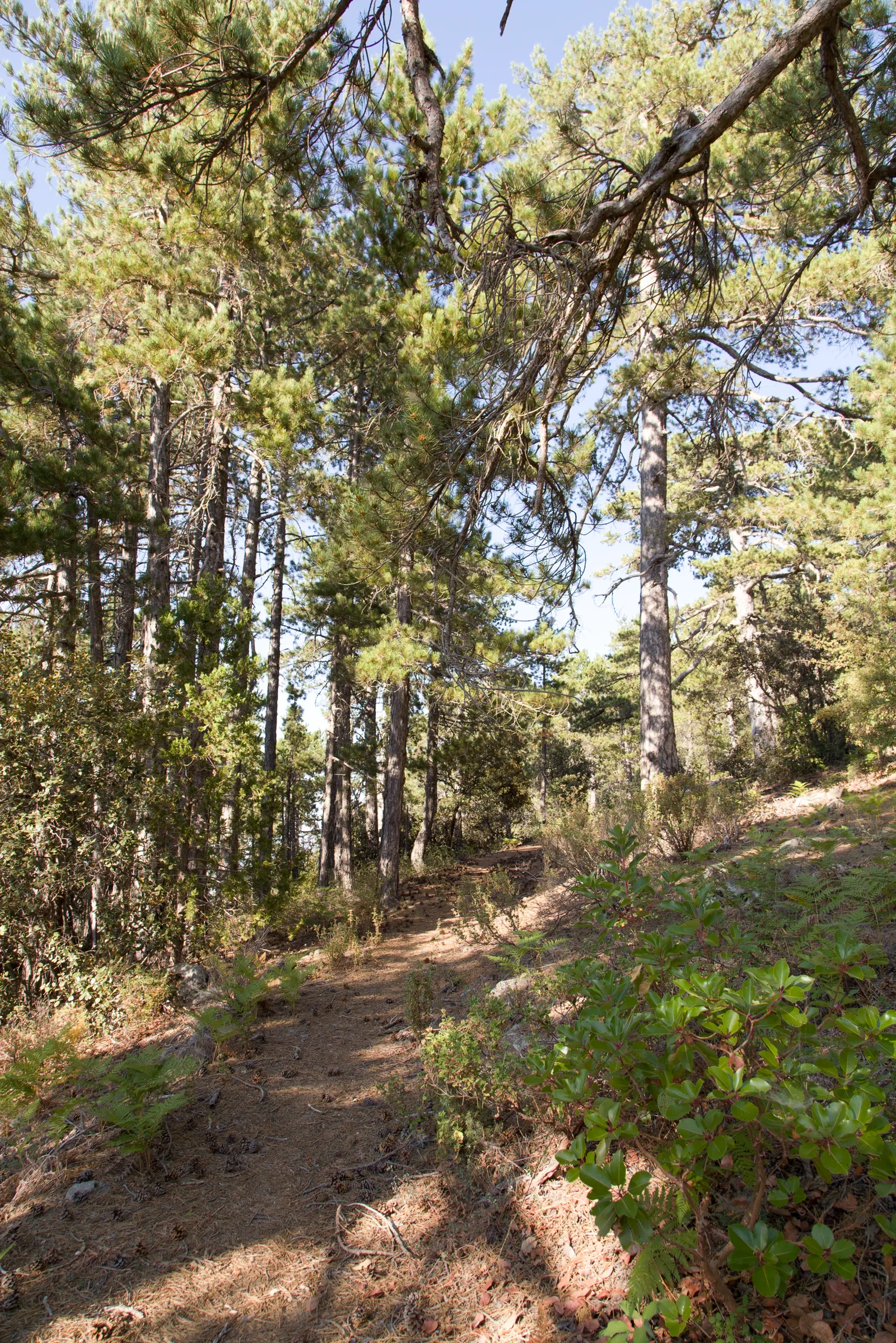 Prodromos Zoumi Nature Trail