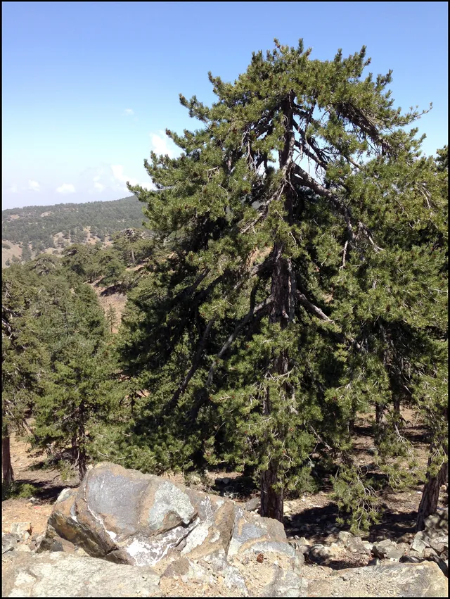 Viewpoint with telescope