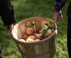 Apple Festival 2026 @ Kyperounta Central Square