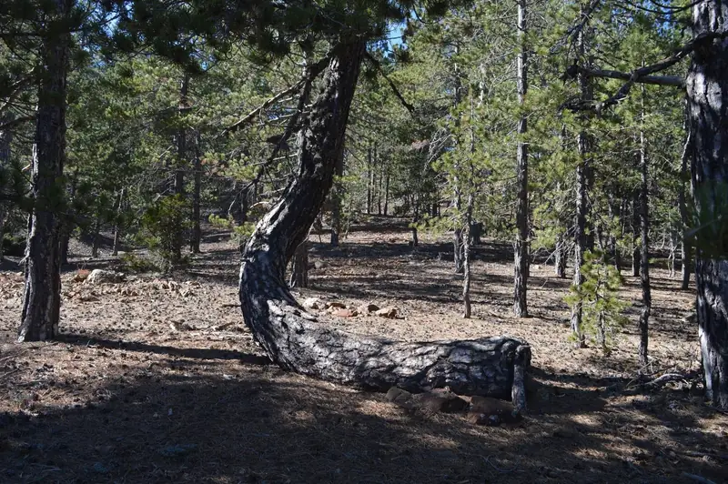 Atalanti Trail Hike: 14km Mountain Walk in Troodos