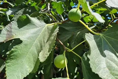 Fig & Halitzi Festival