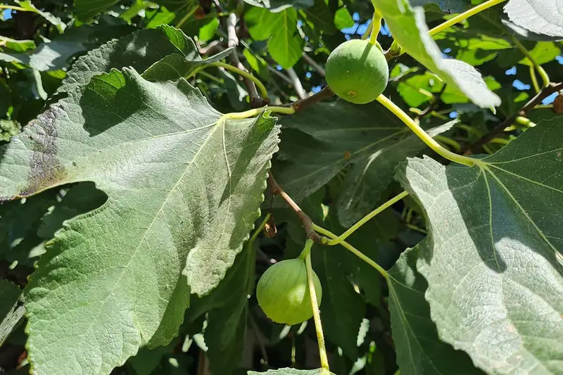 Fig & Halitzi Festival