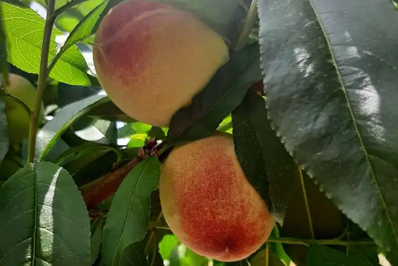 Peach Festival