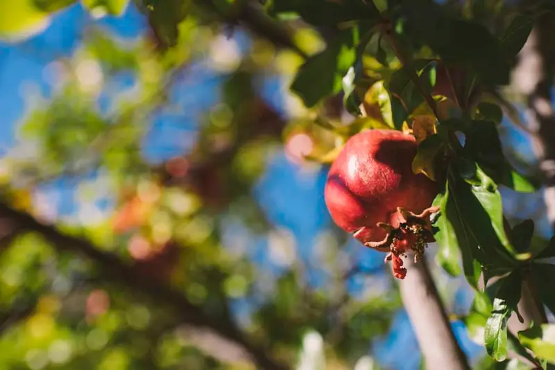 Pomegranate Festival