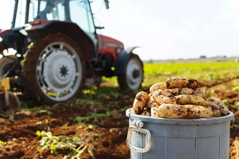 Potato Festivals