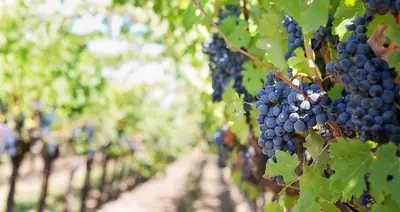Vineyard Festival – Alektora