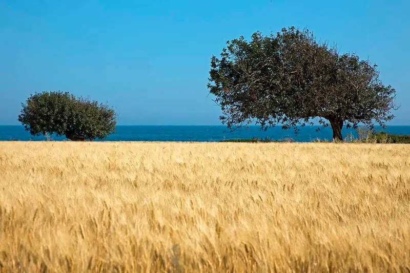 Wheat Harvest Festival