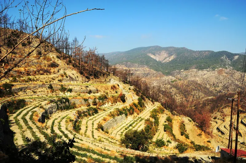 Tsiakkas Winery